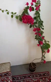 گل کاغذی ۴۰۰ حسن یوسف و قاشقی ۵۰