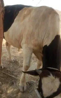 دو عدد گاونر عالی