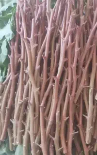 پیوند پسته، پیوندک، ترکه