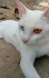 گربه
