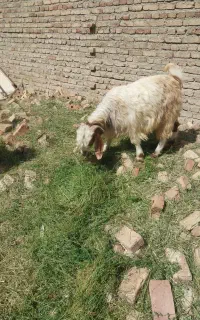 بز برای قربانی