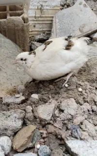 بلدرچین نر و ماده