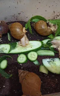 باکس حلزون وحلزون مولد آلبینو  سایز بزرگ