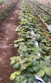 نشاء توت فرنگی سابرینا بصورت عمده