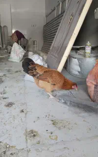 مرغ تخمگذار