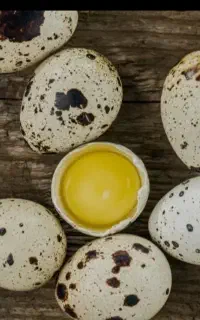 تخم بلدرچین عمده و تکی درشت و تازه از برند پر طلا