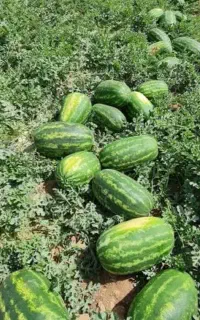 تناژ۲برابری می‌خوای تماس بگیر