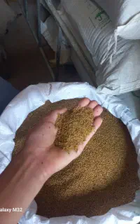 بذر پونجه (بوجاری شده)