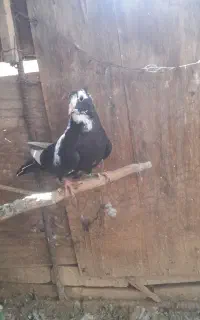 کبوتر پلنگ  ماده