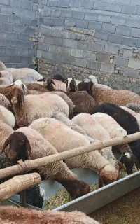 تعداد ۱۴۰ راس میش جوان درجه یک