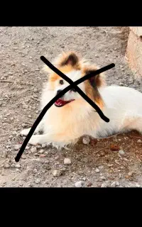 سگ پاکوتاه گمشده عکس برا سگ نیست