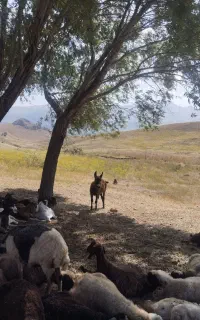 کره خر نر