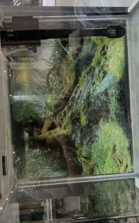 اکواریوم ماهیران