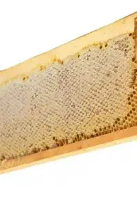 عسل طبیعی