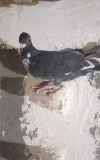 جوونه نر سینه سفید