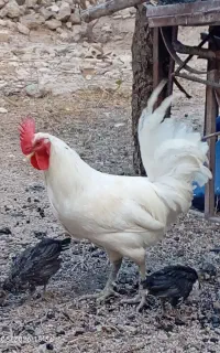 خروس جوان سرحال خوشکل بومی اصیل