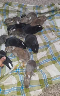 بچه خرگوش  ۲۰ روزه