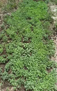 بوته گوجه گیلاسی مخصوص تیلکی