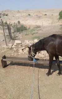 حیوان خانگی