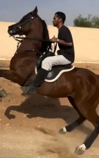 اسب نریان درجه یک