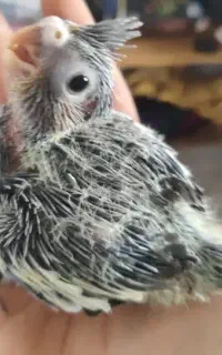 گمشده