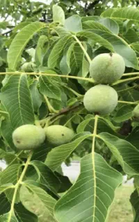 باغ گردو جهت اجاره
