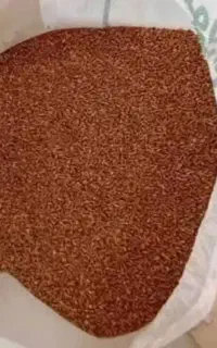گندم تمیز فروشی