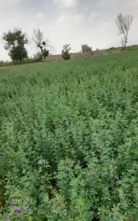 یونجه