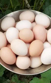 تخم مرغ بومی