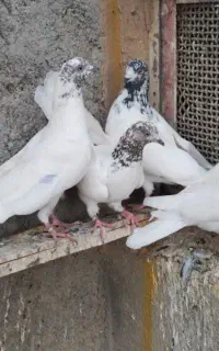 کبوتر کله پرشی