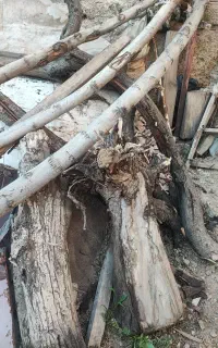 چوب تنه گردو و آلبالو