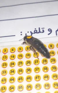 ملکه جفت خورده کارنیکا المان