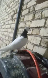 فروش پرنده