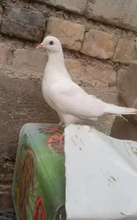 کبوتر