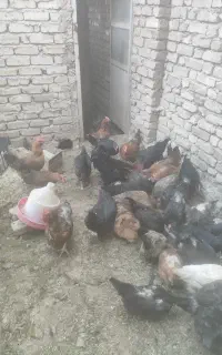 مرغ تخمگذار