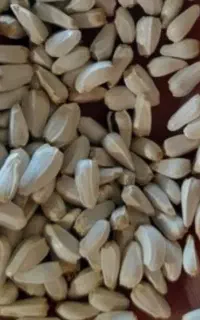 بذر گلرنگ  گل زرد
