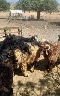 کهره