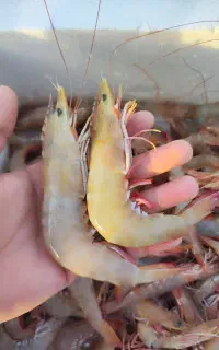 میگوسر تیز،صورتی تازه و درجه یک