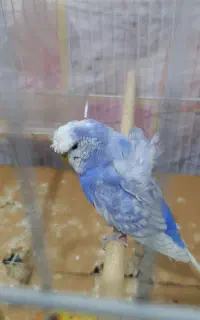 مرغ عشق