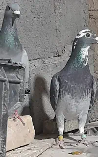کبوتر مسافتی