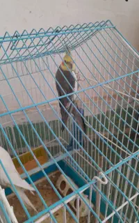 پرنده نر