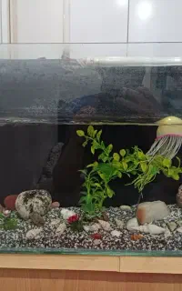شیشه اکواریوم 6 میل
