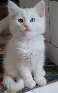 گربه کت وان چشم آبی خوشگل کم یاب