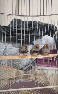 فنچ کینگ اروپایی