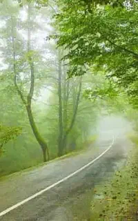 مدارک گمشده