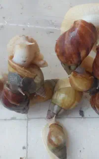 حلزون