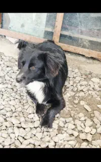 سگ گمشده