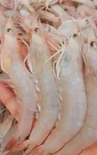 میگو درشت و متوسط