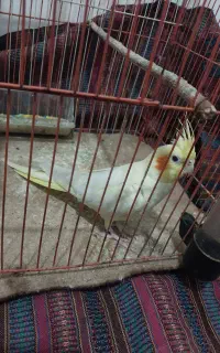 عروس هلندی