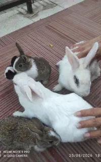 خانواده ی خرگوش ها